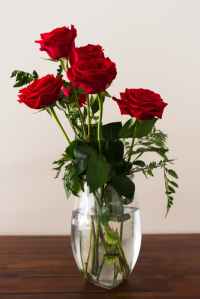 American Beautify Roses (red) in a clear vase of water