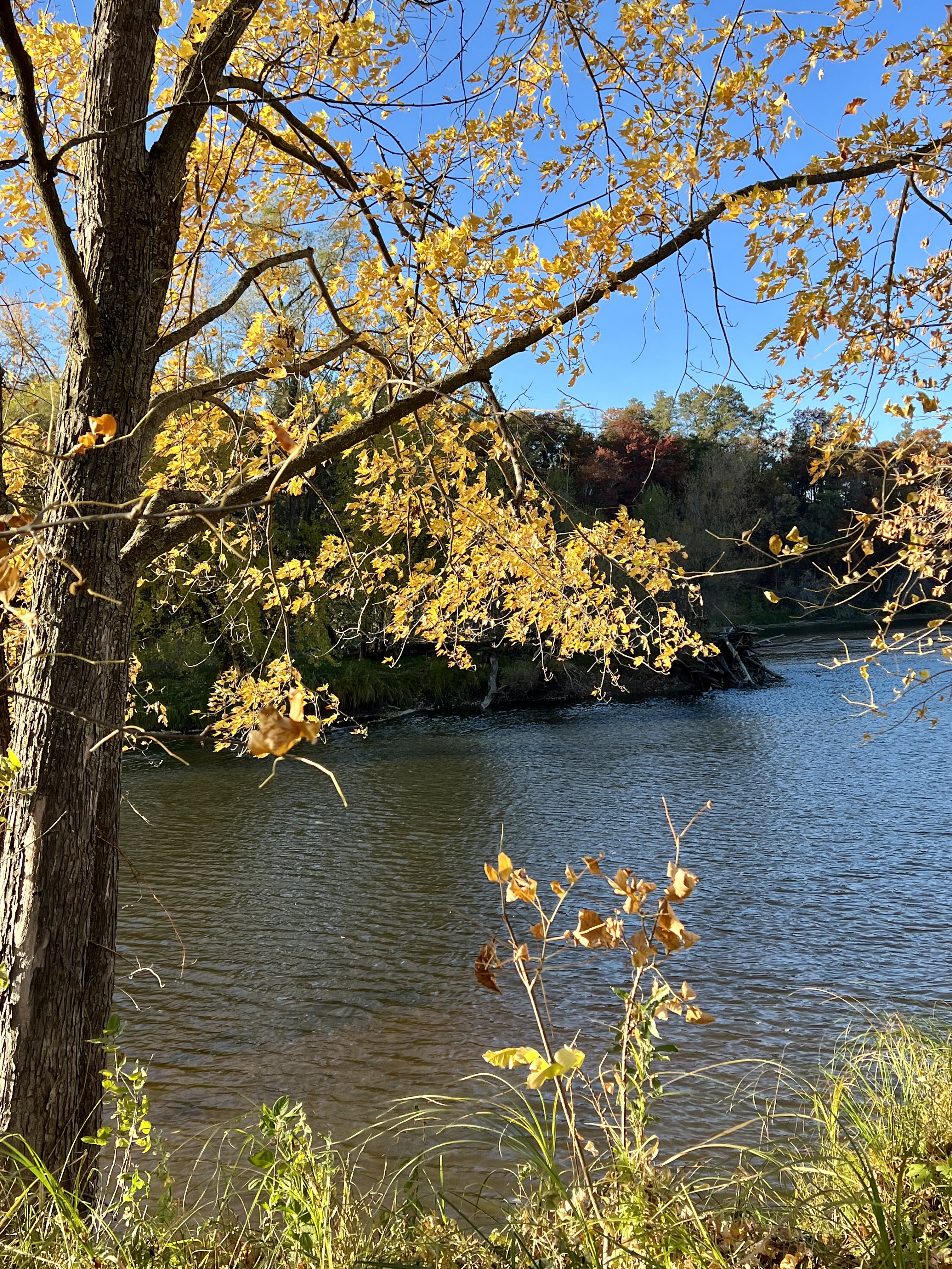 Autumn leaves against a bright blue sky with the Mississippi River in the background.